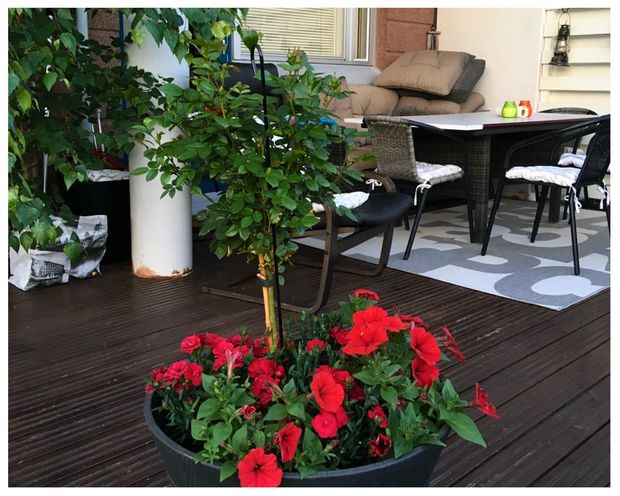 Puuterassilla oleva istutusruukku, jossa kukkii punaisia kes&auml;kukkia ja pieni vihre&auml; puu. Taustalla n&auml;kyy terassikalusteita, kuten ruokap&ouml;yt&auml; tuoleineen sek&auml; pehmustettu istuinalue